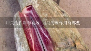 川贝的作用与功效 川贝的副作用有哪些 川贝的作用与功效 川贝的副作用有哪些