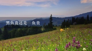 黑鱼贵还是鮰鱼贵 黑鱼贵还是鮰鱼贵