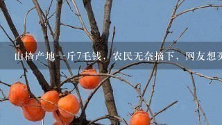 山楂产地1斤7毛钱,农民无奈摘下,网友想买不敢寄 山楂产地1斤7毛钱,农民无奈摘下,网友想买不敢寄