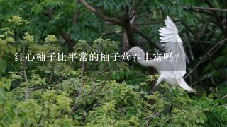 红心柚子比平常的柚子营养丰富吗? 红心柚子比平常的柚子营养丰富吗?