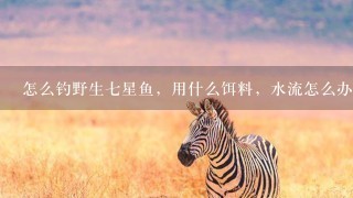 怎么钓野生7星鱼,用什么饵料,水流怎么办? 怎么钓野生7星鱼,用什么饵料,水流怎么办?