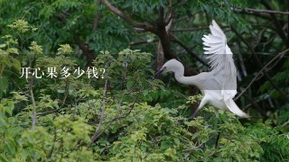 开心果多少钱? 开心果多少钱?