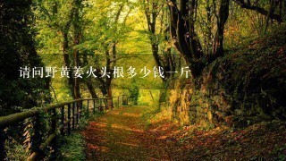 请问野黄姜火头根多少钱1斤 请问野黄姜火头根多少钱1斤