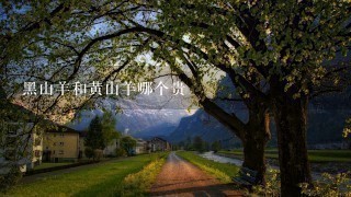 黑山羊和黄山羊哪个贵 黑山羊和黄山羊哪个贵