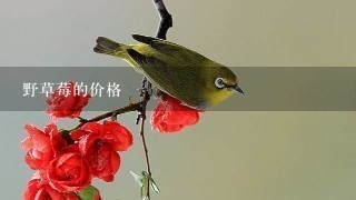 野草莓的价格 野草莓的价格