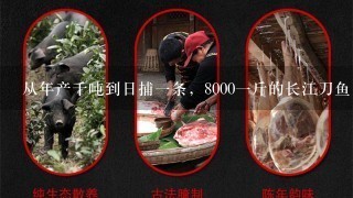从年产千吨到日捕1条,80001斤的长江刀鱼,禁渔后 从年产千吨到日捕1条,80001斤的长江刀鱼,禁渔后