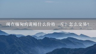 现在缅甸的黄鳝什么价格1斤?怎么交易? 现在缅甸的黄鳝什么价格1斤?怎么交易?