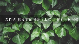 我们这 铁皮石斛叫做(水草) 还有1种叫做(黄草) 我们这 铁皮石斛叫做(水草) 还有1种叫做(黄草)
