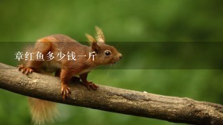 章红鱼多少钱1斤 章红鱼多少钱1斤