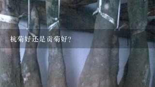 杭菊好还是贡菊好? 杭菊好还是贡菊好?
