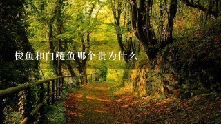 梭鱼和白鲢鱼哪个贵为什么 梭鱼和白鲢鱼哪个贵为什么