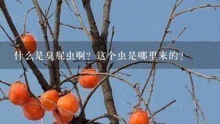 什么是臭屁虫啊?这个虫是哪里来的? 什么是臭屁虫啊?这个虫是哪里来的?