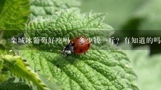 栾城冰葡萄好吃吗,多少钱1斤?有知道的吗?我特别喜欢吃葡萄,想去买1些! 栾城冰葡萄好吃吗,多少钱1斤?有知道的吗?我特别喜欢吃葡萄,想去买1些!
