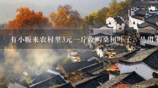 有小贩来农村里3元1斤收购桑树叶子,是用来干什么 有小贩来农村里3元1斤收购桑树叶子,是用来干什么