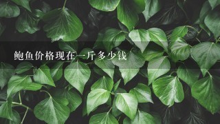 鲍鱼价格现在1斤多少钱 鲍鱼价格现在1斤多少钱