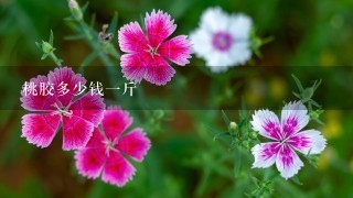 桃胶多少钱1斤 桃胶多少钱1斤