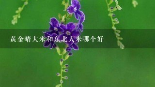 黄金晴大米和东北大米哪个好 黄金晴大米和东北大米哪个好