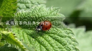 武夷岩茶肉桂多少钱? 武夷岩茶肉桂多少钱?