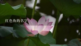 红色鱼的名字 红色鱼的名字