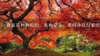 我家是种枸杞的,在内蒙古。请问各位行家给我估估价,今年的枸杞行情怎么样,1般的1斤能卖多少钱? 我家是种枸杞的,在内蒙古。请问各位行家给我估估价,今年的枸杞行情怎么样,1般的1斤能卖多少钱?