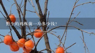 野生的鸡枞菌1斤多少钱? 野生的鸡枞菌1斤多少钱?