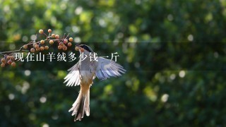 现在山羊绒多少钱1斤 现在山羊绒多少钱1斤