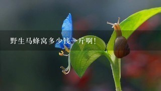 野生马蜂窝多少钱1斤啊! 野生马蜂窝多少钱1斤啊!