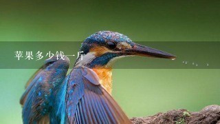 苹果多少钱1斤 苹果多少钱1斤