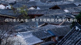 4川重庆两地,那里有收购猪小肠和大肠的,多少钱1斤还是1副。谢谢 4川重庆两地,那里有收购猪小肠和大肠的,多少钱1斤还是1副。谢谢