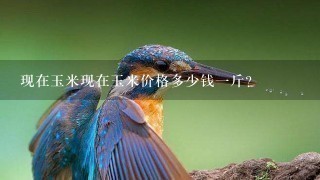 现在玉米现在玉米价格多少钱1斤? 现在玉米现在玉米价格多少钱1斤?