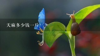 天麻多少钱1斤 天麻多少钱1斤