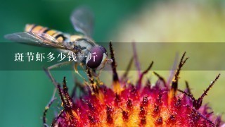 斑节虾多少钱1斤 斑节虾多少钱1斤