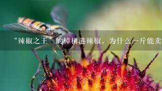 “辣椒之王”的樟树港辣椒,为什么1斤能卖到400多元? “辣椒之王”的樟树港辣椒,为什么1斤能卖到400多元?