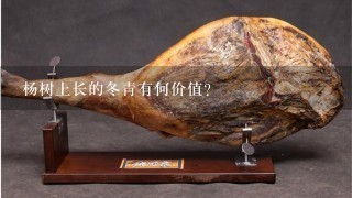 杨树上长的冬青有何价值? 杨树上长的冬青有何价值?
