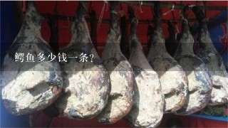 鳄鱼多少钱1条? 鳄鱼多少钱1条?