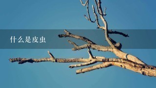 什么是皮虫 什么是皮虫