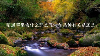 昭通苹果为什么那么丑?和品种有关系还是? 昭通苹果为什么那么丑?和品种有关系还是?