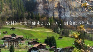 农村的金线兰能卖2~3万1斤,到底能不能人工种植? 农村的金线兰能卖2~3万1斤,到底能不能人工种植?