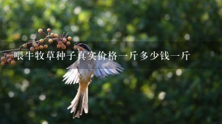 喂牛牧草种子真实价格1斤多少钱1斤 喂牛牧草种子真实价格1斤多少钱1斤