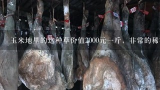 玉米地里的这种草价值2000元1斤,非常的稀罕,遇见 玉米地里的这种草价值2000元1斤,非常的稀罕,遇见