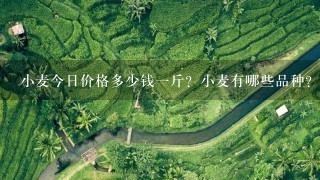 小麦今日价格多少钱1斤?小麦有哪些品种? 小麦今日价格多少钱1斤?小麦有哪些品种?