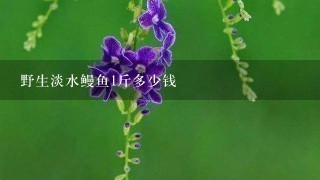 野生淡水鳗鱼1斤多少钱 野生淡水鳗鱼1斤多少钱