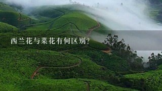 西兰花与菜花有何区别? 西兰花与菜花有何区别?