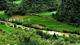 马蜂多少钱1斤 马蜂多少钱1斤