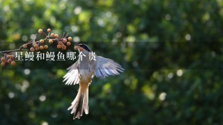 星鳗和鳗鱼哪个贵 星鳗和鳗鱼哪个贵