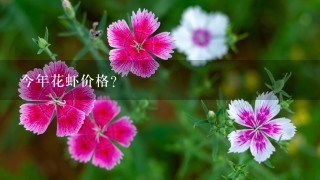今年花虾价格? 今年花虾价格?