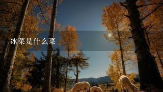 冰菜是什么菜 冰菜是什么菜