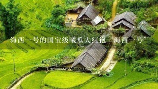 海西1号的国宝级曦瓜大红袍“海西1号” 海西1号的国宝级曦瓜大红袍“海西1号”
