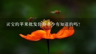 灵宝的苹果批发价格多少有知道的吗? 灵宝的苹果批发价格多少有知道的吗?