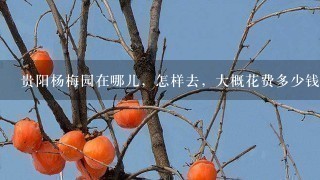 贵阳杨梅园在哪儿,怎样去,大概花费多少钱······· 贵阳杨梅园在哪儿,怎样去,大概花费多少钱·······